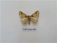 藏品(尺蛾119)的圖片